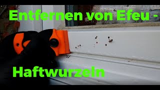 Entfernung von Efeu  Haftwurzeln  Remove Ivy [upl. by Oilla493]