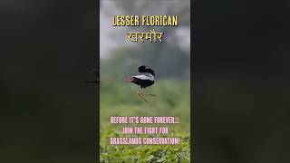 Lesser Florican Rare Courtship Dance in Shokaliya Rajasthan  birds nature wildlife conservation [upl. by Yrot255]