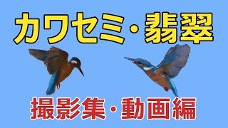 カワセミ撮影集（動画編）：飛び立ち・飛翔・ダイブ・捕食・水浴び [upl. by Papagena590]