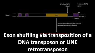 Exon shuffling via transposition of a DNA transposon or LINE retrotransposon [upl. by Lillian]