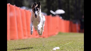 Ottos Fun Run at the Fayetteville Kennel Club on May 11th 2024 [upl. by Hendrick]