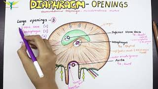 Diaphragm  Anatomy  Openings and Structures passing [upl. by Burger]