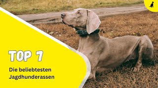 7 der beliebtesten Jagdhunderassen ⎮DieHundezeitung [upl. by Ayad]