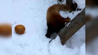 Red Panda Freaking Out Over A Pumpkin FULL VERSION [upl. by Wurst]