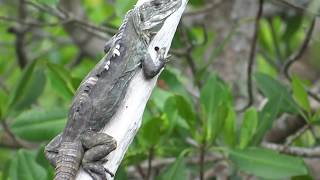 Ctenosaura bakeri Utila Spinytailed Iguana Swamper o Iguana Negra de Utila Video 03 [upl. by Aynav]