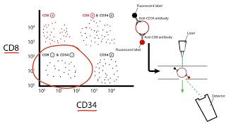 USMLE Step 1 Flow Cytometry [upl. by Searcy]