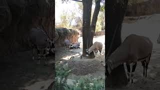 Chapultepec Zoo Mexico City videos [upl. by Aicena635]