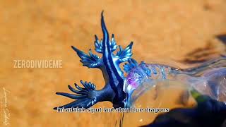 Jika melihat hewan ini JANGAN DI PEGANG ‼😱 Blue Dragons  Glaucus Atlanticus facts animals [upl. by Hunter]