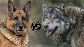 German Shepherd VS Wolf  Who will win the fight Who is stronger [upl. by Hintze697]