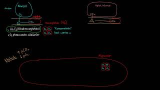 Hemoglobinin Oksijen ve Karbondioksiti Hareket Ettirmesi Biyoloji Sağlık Bilgisi ve Tıp [upl. by Irb880]