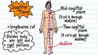 Anatomical Terms  Drawn amp Defined Updated [upl. by Nosduj518]