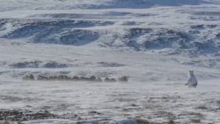 Musk Oxen React to Polar Bear Charge  WCS [upl. by Carolina]