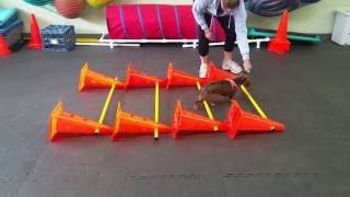 Dachshund IVDD Rehab Exercises Cavaletti Rails [upl. by Jeminah256]