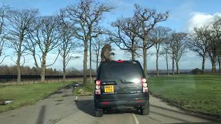 Monkey Enclosure Knowsley Safari Park [upl. by Anwat848]