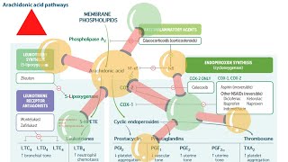 Arachidonic acid pathways USMLE STEP 1 FIRST AID in UrduHindi [upl. by Briana]