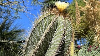 Astrophytum de 300 Años en España Conoce la ubicación y ven a visitarlocactusdesertcity cactus [upl. by Nsaj610]