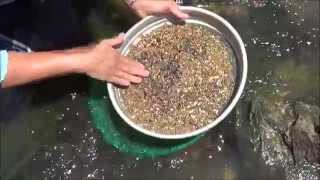 How to Sieve for Gemstones  Sapphires and Zircon  Liz Kreate [upl. by Suzzy]