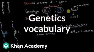 Punnett Square Basics  Mendelian Genetic Crosses [upl. by Ottilie]