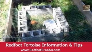 Outdoor Redfoot Tortoise Habitat  An Easy Temporary Enclosure [upl. by Assirram]