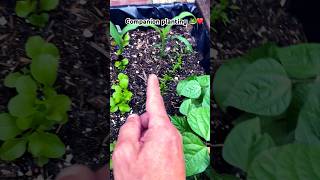 Companion planting simple productive amp effective gardening companionplanting raisedbedgardening [upl. by Marduk]