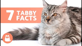 7 FACTS About TABBY CATS 🐱 Why They Are So Special [upl. by Cacilia]