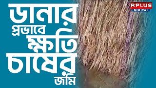 Cyclone Dana Effect ডানার হানায় ক্ষতিগ্রস্থ চাষের জমি।RPLUS NEWS [upl. by Raul]