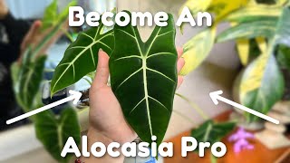 The Only Alocasia Care Video You’ll Need [upl. by Mirielle]