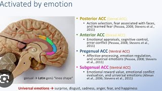 Day 88 Growing that anterior midcingulate cortex aMCC—Our will to live infrared our lifespan💫 [upl. by Losse]