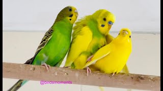 Budgies mating Verde the male budgie double mating with Midori and Jasperine the female budgies [upl. by Aksoyn]