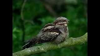 Nightjar singing in daylight [upl. by Selrahcnhoj]