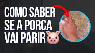 Como saber se a Porca vai parir nas próximas horas🐷 [upl. by Icnarf]