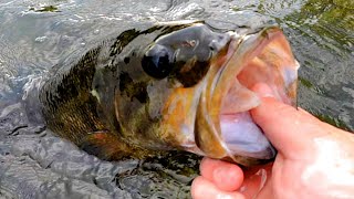 Beat the Heat with River Smallies  South Holston River Bass Fishing [upl. by Arvid42]