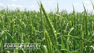 Forage Barley [upl. by Carleton139]