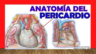 🥇 PERICARDIO Anatomia Fácil Rápido y Sencillo [upl. by Napas]