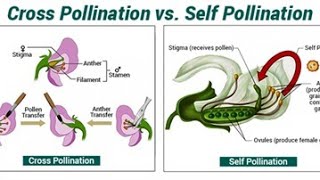 ADAPTATION FOR SELF AND CROSS POLLINATION I POLLINATION FERTILIZATION DEVELOPMENT BIOLOGY CLASS 12 [upl. by Rahman]