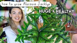 How I Grew My Alocasia Jacklyn BIG In Just 1 Year 💚 Alocasia Jacklyn Care Tips  Tricks [upl. by Novaj]