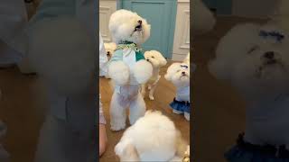 quotCute Bichon puppies🥰quot cute cutepuppy funnyshorts animalshorts subscribe support joyfulpets [upl. by Herahab]