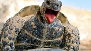 INSANE Tortoises make weird NOISES during MATING [upl. by Ahsienal212]