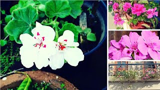 How to take care of Geranium IvyPelargonium Peltatum  A complete guide [upl. by Adorl328]