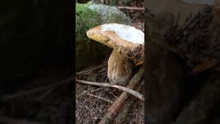 Boletus edulis in abetaia alpinafunghi porcini 2024 [upl. by Yaakov421]