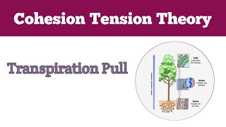 Mechanism of Transpiration Pull cohesion tension theory [upl. by Violante]