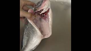 Gut clean a FISH with SHEARS and bare HANDS [upl. by Shaver634]