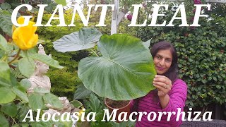 How to Grow Giant Alocasia Macrorrhiza Giant Taro  Elephant Ears Growing Guide [upl. by Odlavu974]