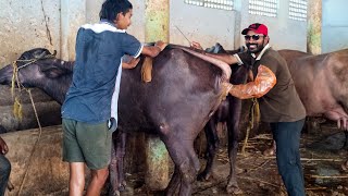 Buffalo Heat  Artificial Insemination of Cattle  Bull Semen  Veterinary Doctor  Farm Life [upl. by Yancey]