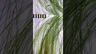 Planting Umbrella Hair Grass in a UNS 30A White [upl. by Neveda]