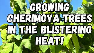 Growing Cherimoya Trees in Extreme Summer Heat [upl. by Atsylak]