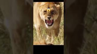 Lion attack 😱 shorts lion attack youtubeshorts [upl. by Ahsoym188]