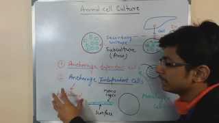 Cell culture techniques 3  Passaging cells [upl. by Mcneely464]