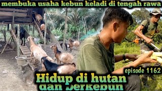 peluang usaha di tanah rawa menanam keladi talas warta petani muda hidup di hutan [upl. by Aitak]