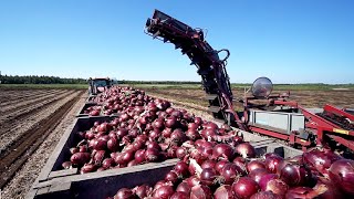 World Modern Agriculture Technology  Broccoli Cabbage carrot onion Harvesting machine 2021 [upl. by Schnorr311]